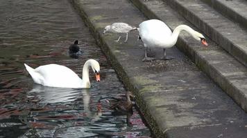 cisnes y palomas alimentados en las escaleras del puerto de kiel video