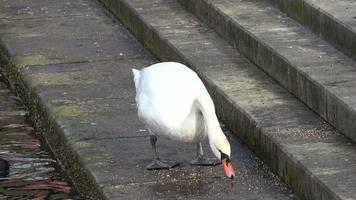 cisnes y palomas alimentados en las escaleras del puerto de kiel video