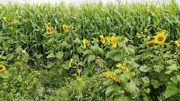 bellissimo giallo girasole davanti a un campo di coltura in una giornata nuvolosa. video