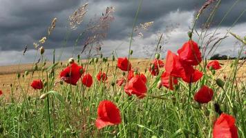 Schöne rote Mohnblumen Papaveroideae, die sich im Wind vor einem abgeernteten Weizenfeld bewegen video