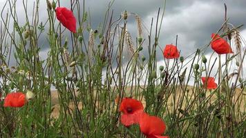 hermosas flores rojas de amapola papaveroideae moviéndose en el viento frente a un campo de trigo cosechado video