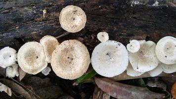 hermoso hongo blanco salvaje lentinus tigrinus crece en el tronco podrido en la temporada de lluvias. adecuado para ciencia, agricultura, revista, publicidad, afiche, etc. foto