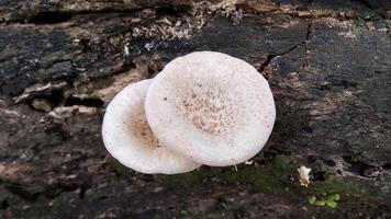 Beautiful wild white Lentinus tigrinus mushroom grows on the rotten log in the rainy season. Suitable for science, agriculture, magazine, advertising, poster, etc. photo