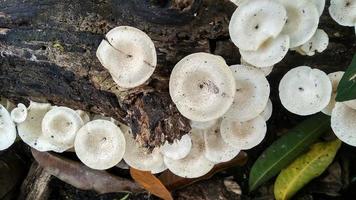 Beautiful wild white Lentinus tigrinus mushroom grows on the rotten log in the rainy season. Suitable for science, agriculture, magazine, advertising, poster, etc. photo