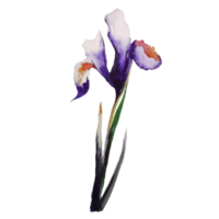 iris blomma akvarell illustration png