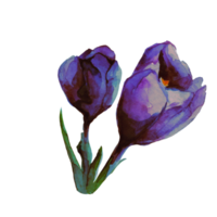 crocus, illustration aquarelle fleur de safran png