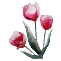 illustrazione dell'acquerello del bouquet di fiori di tulipano png