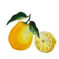 illustrazione ad acquerello di limone png