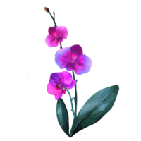 flor de orquídea com folhas png