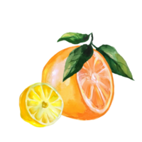 tangerine and lemon wedge watercolor illustration png