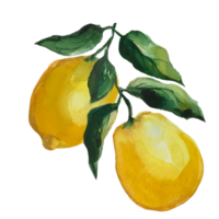 illustrazione ad acquerello di limone png