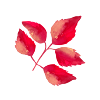 aquarela de folhas vermelhas png