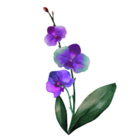 fiori di orchidea blu png