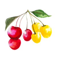 cherry illustration watercolour png