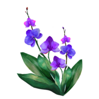 flor de orquídea com folhas png