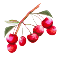 cereza ilustración acuarela png