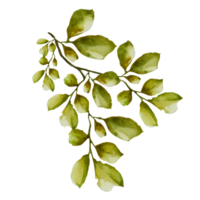 rama con hojas ilustración