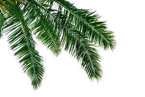 leaf coconut tree isolated on white background,Green leaves pattern photo