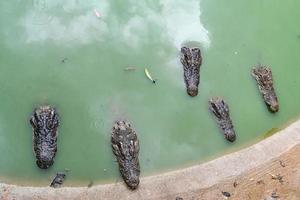 granja de cocodrilos en tailandia foto