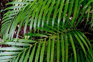 Green leaves pattern,leaf palm tree in the forest photo