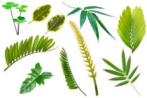 colección de varios patrones de hojas verdes para el concepto de naturaleza, conjunto de hojas tropicales aisladas en fondo blanco foto