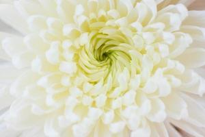 cerrar el fondo de textura de crisantemo de flor blanca foto