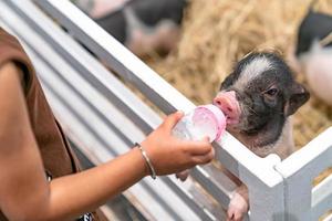 alimentación de cerdo con biberón foto