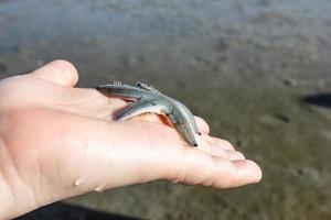 hand holding starfish with ground background photo