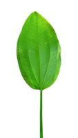 Green leaves pattern of tropical leaf plant isolated on white background,include clipping path photo