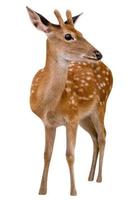 Spotted deer isolated on white background,include clipping path photo