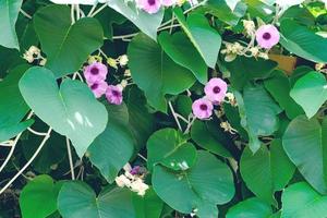 Green leaves pattern,Elephant Creeper Silver or Baby Hawaiian Woodrose tree in the garden photo