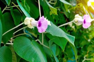 patrón de hojas verdes, plata de enredadera de elefante o árbol de rosa de madera hawaiano bebé en el jardín foto