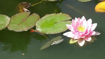 pink waterlily flower and leaves in a pond video