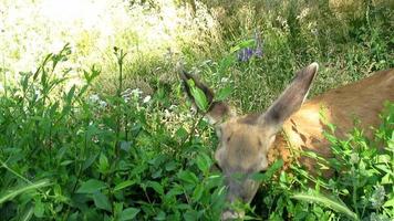 deer eating grass, wildlife in the city video