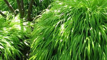 plantes vertes somptueuses dans un jardin zen video