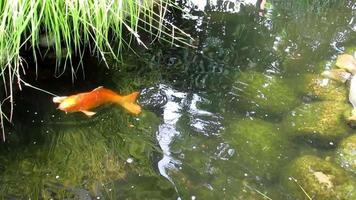 koi fishes in a pond under grass video