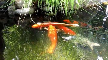 peixes koi em uma lagoa video