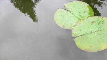 Seerosenblätter in einem Teich, Zen-Garten video