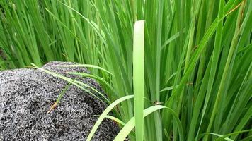 rock and green plants in a Zen garden video