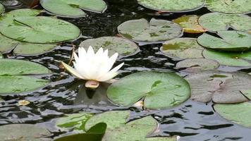 água nenúfar em uma lagoa, jardim zen video