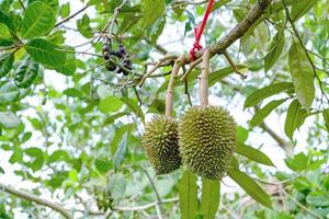 young durian of  durian tree in garden at Thailand photo