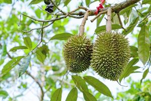 young durian of  durian tree in garden at Thailand photo