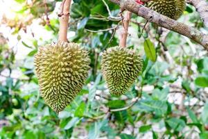 young durian of  durian tree in garden at Thailand photo