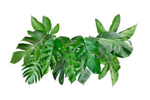 various of green monstera leaves pattern for nature concept,set of tropical leaf isolated on white background photo