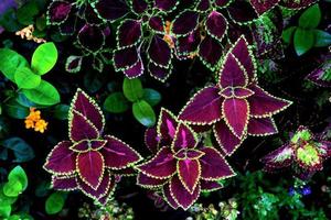 colorful leaves pattern,leaf coleus or painted nettle in the garden photo