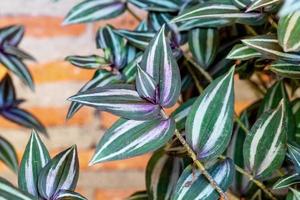 patrón de hojas verdes, hoja tradescantia zebrinahort o zebrina pendula o planta de pulgada en el jardín foto