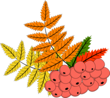 autumn branch of ash berry with leafyamia png