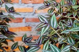 patrón de hojas verdes, hoja tradescantia zebrinahort o zebrina pendula o planta de pulgada en el jardín foto