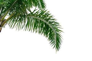 leaf coconut tree isolated on white background,Green leaves pattern photo