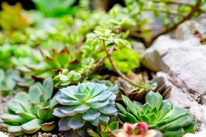 primer plano de varias plantas de cactus en el jardín foto